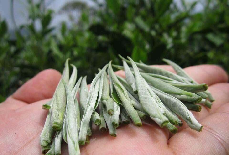 Búp bạch trà Shan tuyết cổ thụ, phủ lông tuyết trắng, từ vùng núi cao phía Bắc