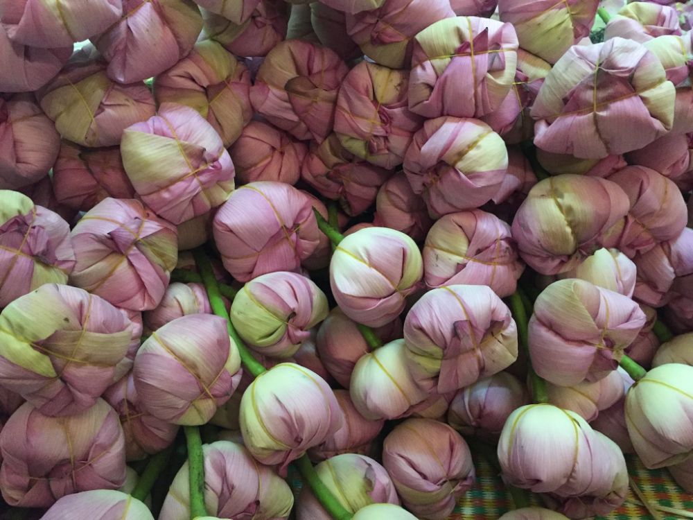 Trà Sen Xổi Tây Hồ – 05 Bông Sen Bách Diệp